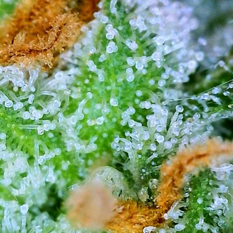 Peachy Pete growlog photo: trichs