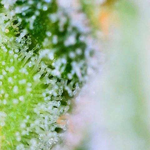 Peachy Pete growlog photo: trichs