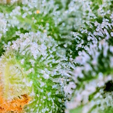 Peachy Pete growlog photo: trichs
