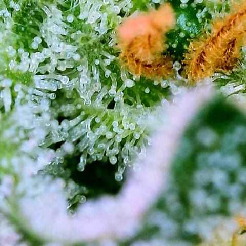 Peachy Pete growlog photo: trichs