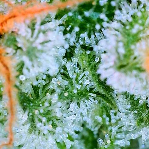Peachy Pete growlog photo: trichs