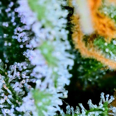 Peachy Pete growlog photo: trichs