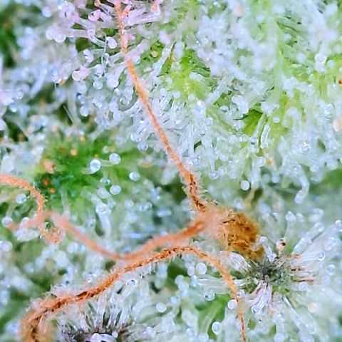 Peachy Pete growlog photo: trichs