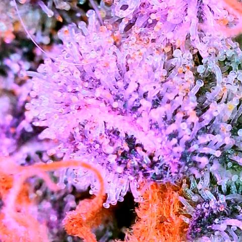 Hawaiian Faanta growlog photo: trichs