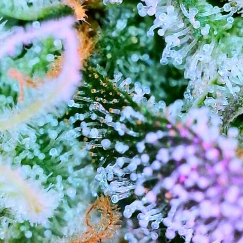 Hawaiian Faanta growlog photo: trichs