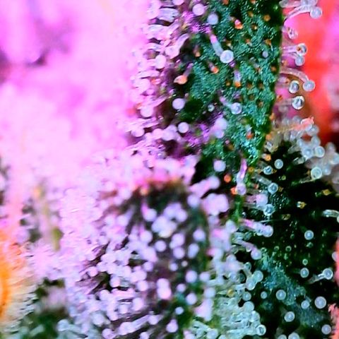 Hawaiian Faanta growlog photo: trichs