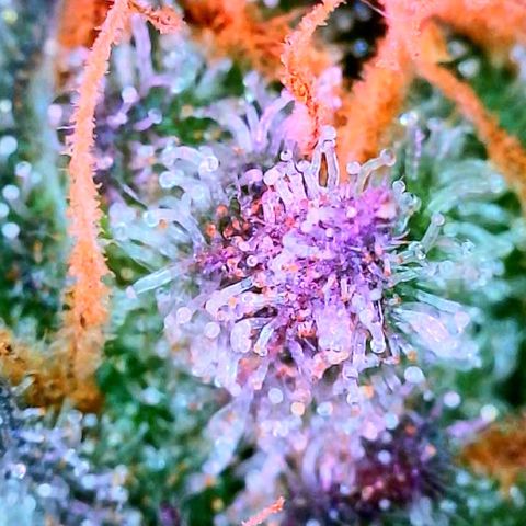 Hawaiian Faanta growlog photo: trichs