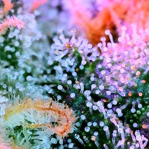 Hawaiian Faanta growlog photo: trichs