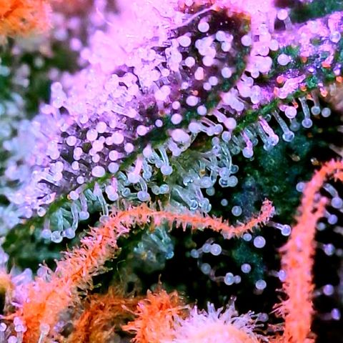 Hawaiian Faanta growlog photo: trichs