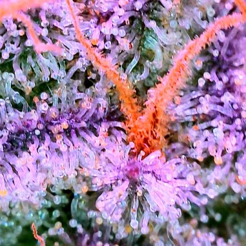 Hawaiian Faanta growlog photo: trichs