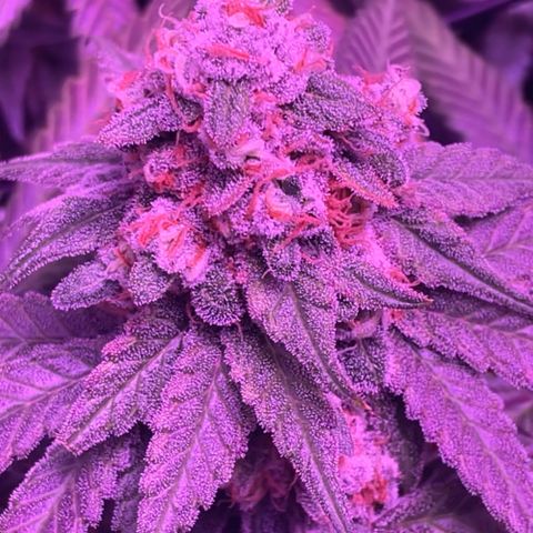 Peachy Pete growlog photo: Flush Day