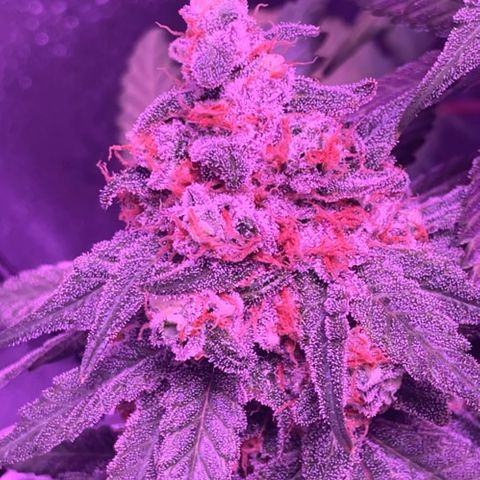 Peachy Pete growlog photo: Flush Day