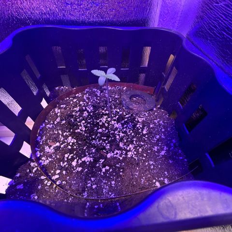 Grapefruit x Bubblegum Autoflowering growlog timeline photo