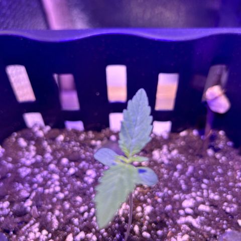 Tropicana Weddingcake Autoflower growlog timeline photo