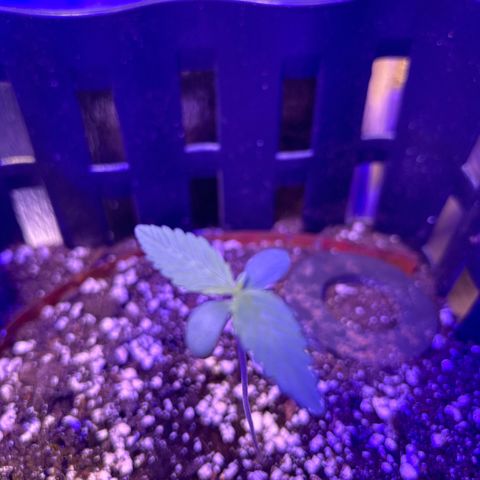 Grapefruit x Bubblegum Autoflowering growlog timeline photo