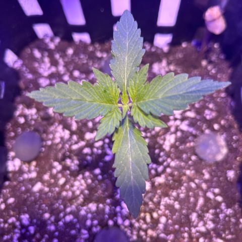 Tropicana Weddingcake Autoflower growlog timeline photo