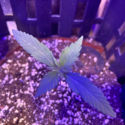 Grapefruit x Bubblegum Autoflowering growlog timeline photo