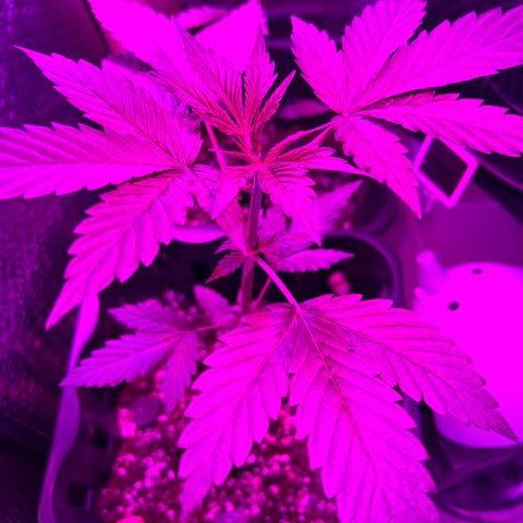 Tropicana Weddingcake Autoflower growlog timeline photo