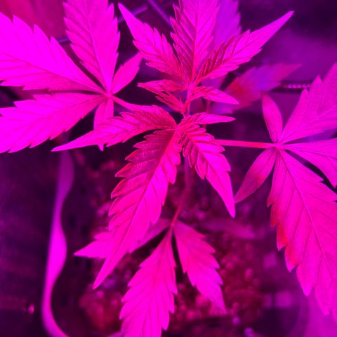 Grapefruit x Bubblegum Autoflowering growlog timeline photo