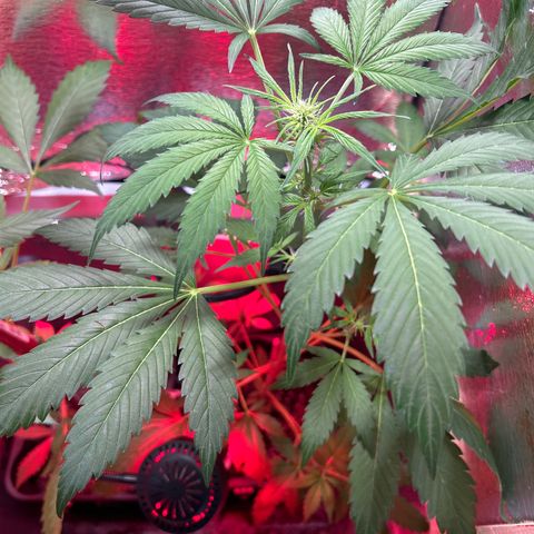 Tropicana Weddingcake Autoflower growlog timeline photo
