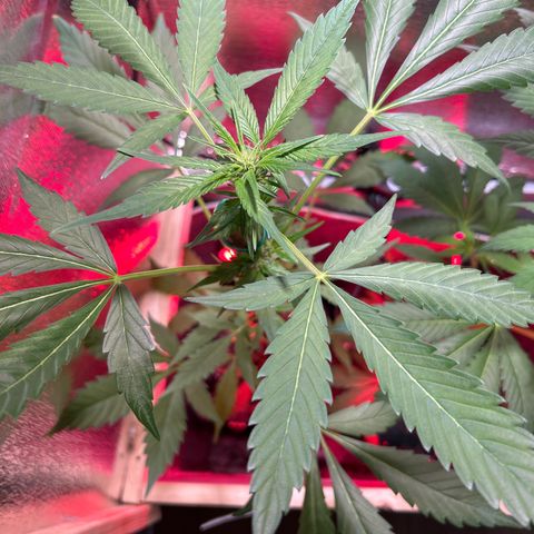 Grapefruit x Bubblegum Autoflowering growlog timeline photo