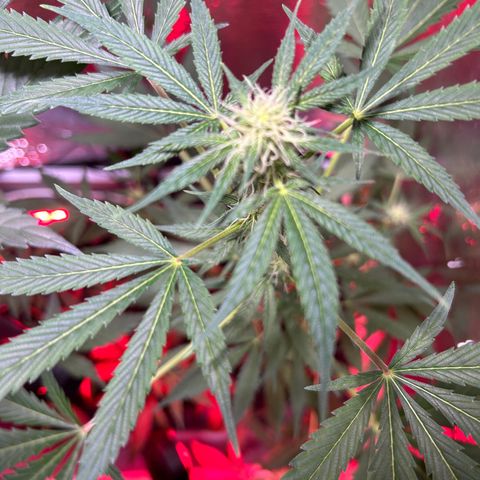 Tropicana Weddingcake Autoflower growlog timeline photo