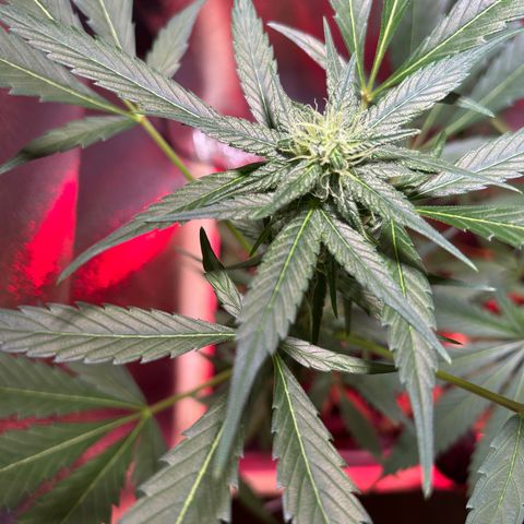 Tropicana Weddingcake Autoflower growlog timeline photo