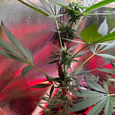 Tropicana Weddingcake Autoflower growlog timeline photo