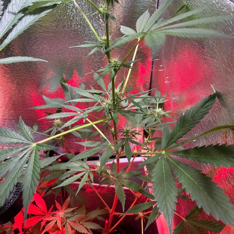 Tropicana Weddingcake Autoflower growlog timeline photo