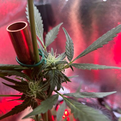 Grapefruit x Bubblegum Autoflowering growlog timeline photo