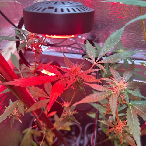 Grapefruit x Bubblegum Autoflowering growlog timeline photo
