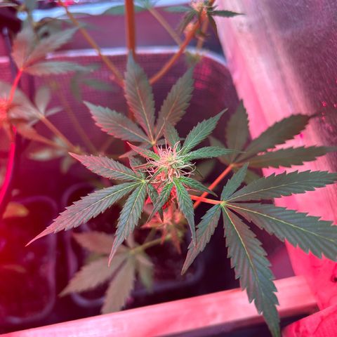 Tropicana Weddingcake Autoflower growlog timeline photo