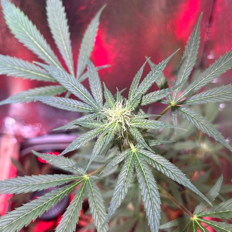 Tropicana Weddingcake Autoflower growlog timeline photo