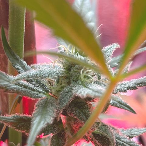 Grapefruit x Bubblegum Autoflowering growlog timeline photo