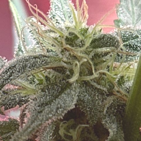 Grapefruit x Bubblegum Autoflowering growlog timeline photo