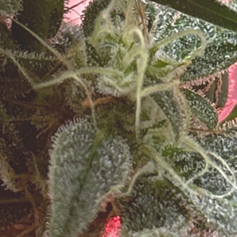 Grapefruit x Bubblegum Autoflowering growlog timeline photo