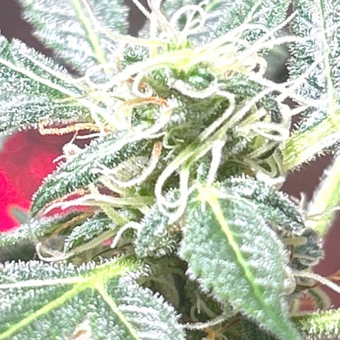Tropicana Weddingcake Autoflower growlog timeline photo
