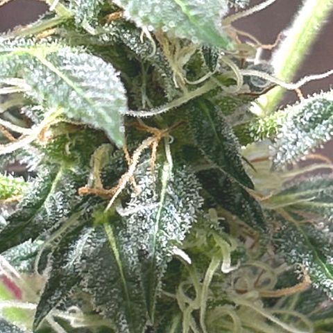 Tropicana Weddingcake Autoflower growlog timeline photo