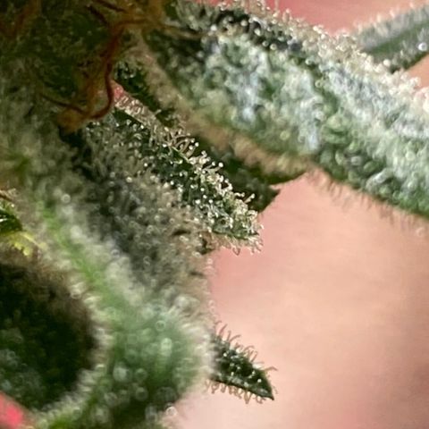 Tropicana Weddingcake Autoflower growlog timeline photo