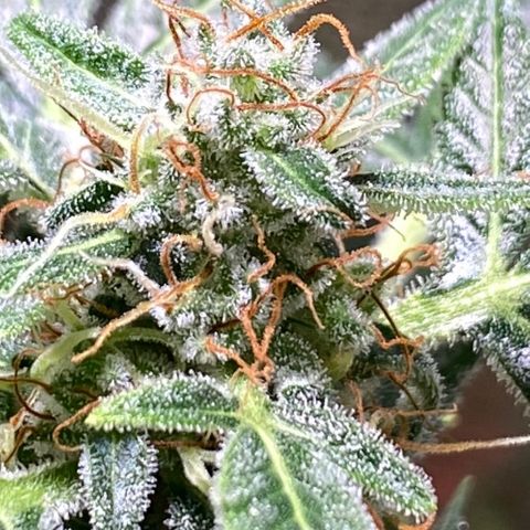 Tropicana Weddingcake Autoflower growlog timeline photo