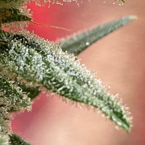 Tropicana Weddingcake Autoflower growlog timeline photo