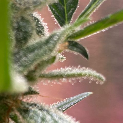 Grapefruit x Bubblegum Autoflowering growlog timeline photo