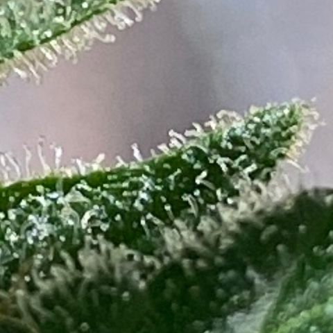 Grapefruit x Bubblegum Autoflowering growlog timeline photo