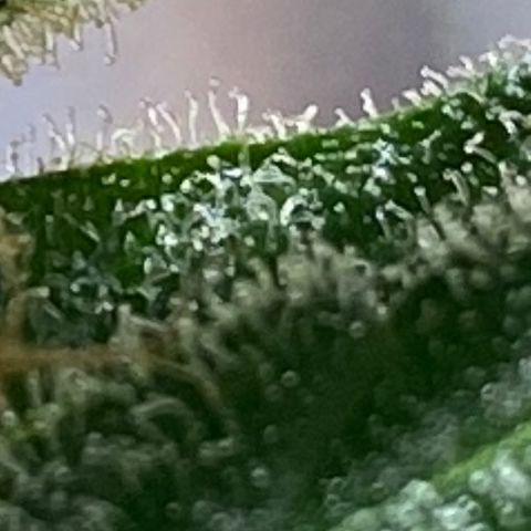 Grapefruit x Bubblegum Autoflowering growlog timeline photo