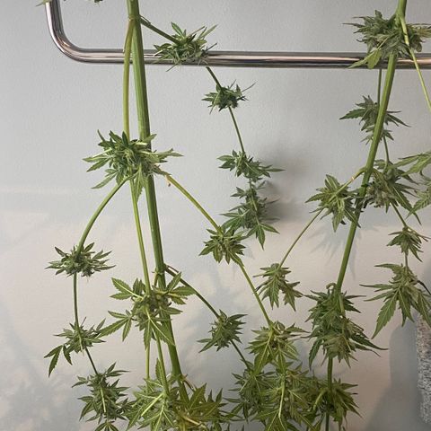 Tropicana Weddingcake Autoflower growlog photo: Rip girls you’re great!
