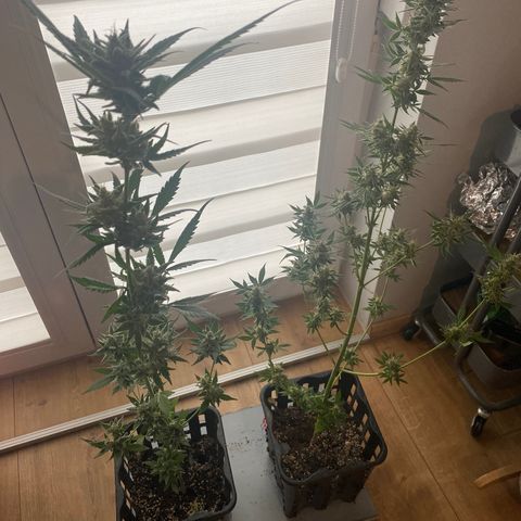 Tropicana Weddingcake Autoflower growlog photo: Rip girls you’re great!