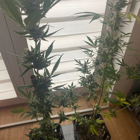 Grapefruit x Bubblegum Autoflowering growlog photo: Rip girls, you’re great!