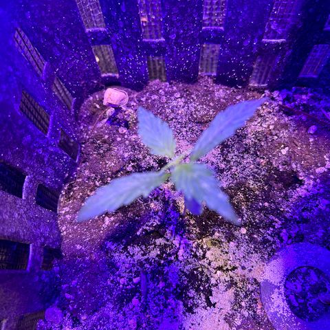 Dos Si Dos Auto growlog timeline photo