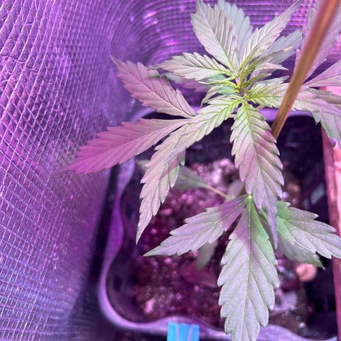 Dos Si Dos Auto growlog timeline photo
