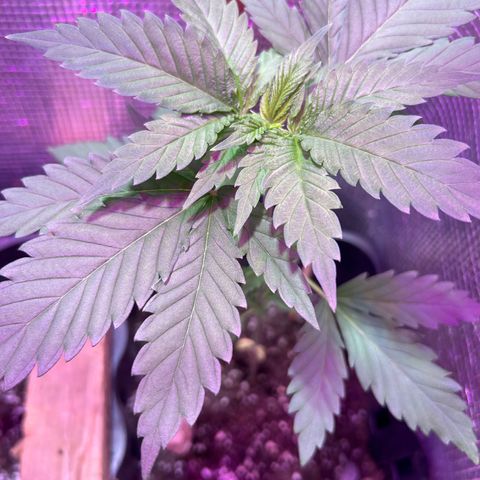 White Fire Gelato growlog timeline photo